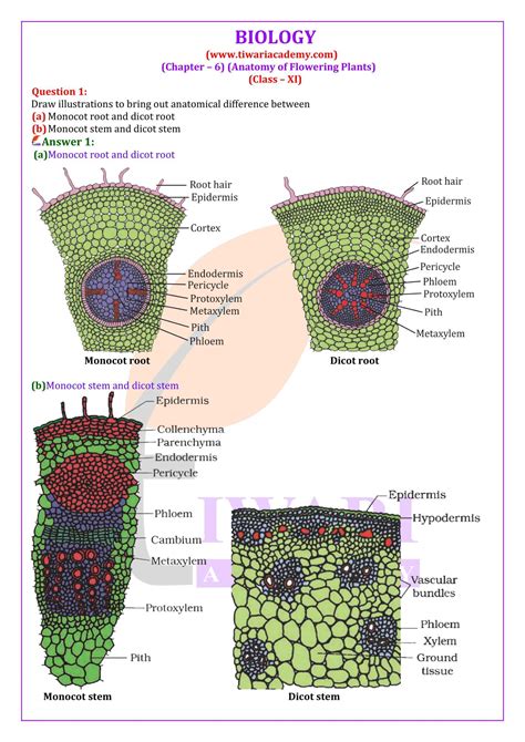 Ncert Solutions Class 11 Biology Chapter 6 Anatomy Of Flowering Plants