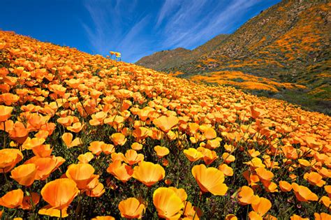 Flower Fields Gold Coast Best Flower Site