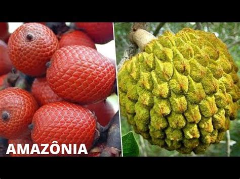 Frutas Ex Ticas Brasileiras Nativas Da Amaz Nia Que V O Te