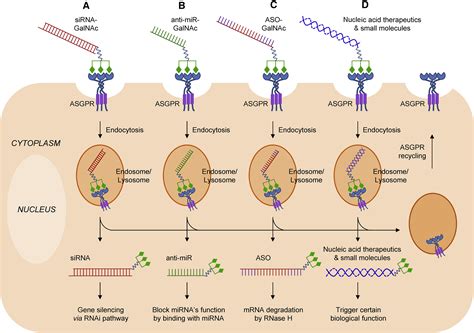 Preclinical And Clinical Advances Of Galnac Decorated Nucleic Acid