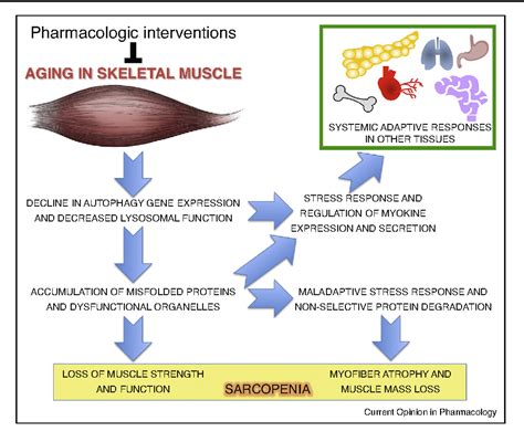 Figure From Skeletal Muscle Autophagy And Its Role In Sarcopenia And