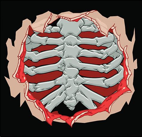 Sternum Illustrations Royalty Free Vector Graphics And Clip Art Istock