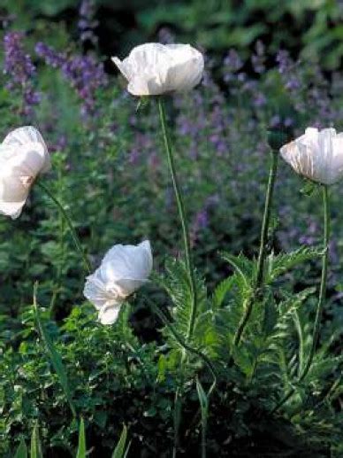 Papaver Orientale Perry S White Oosterse Papaver Bloemenpark