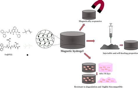 Schematic Of The Properties Of Short Peptide Supramolecular Magnetic