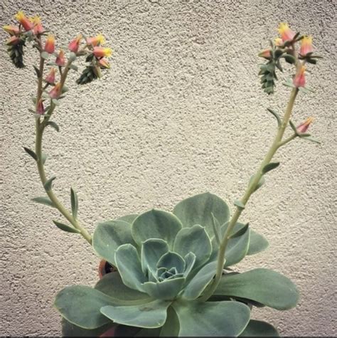 Suculentas Con Flores Para Decorar La Entrada De Tu Casa Minuto