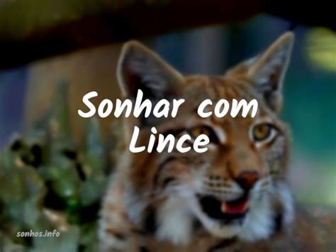 Sonhar Lince Sonhos Info