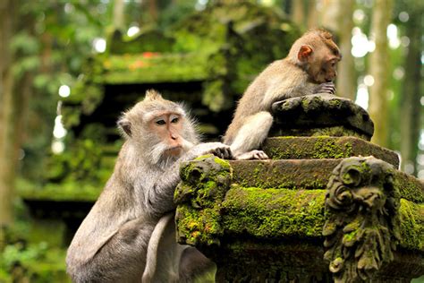 Ubud Monkey Forest