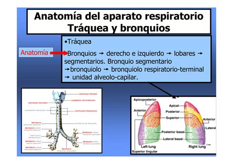 Anatom A Y Fisiolog A Del Aparato Respiratorio Pdf