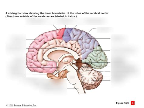 Diencephalon Diagram | Quizlet