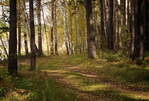 Natura Pădure Peisaj Fotografie Gratuită Pe Pixabay