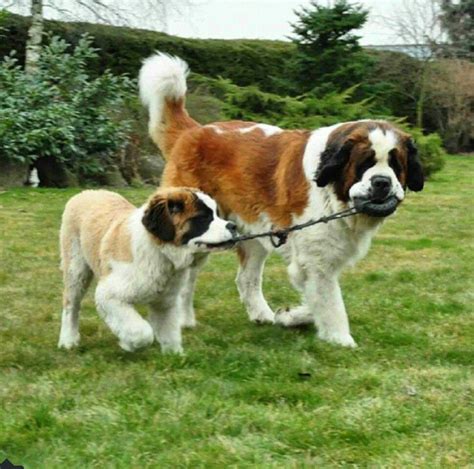 Saint Bernard Siberian Husky Mix Saint Berhusky Breed Information Artofit