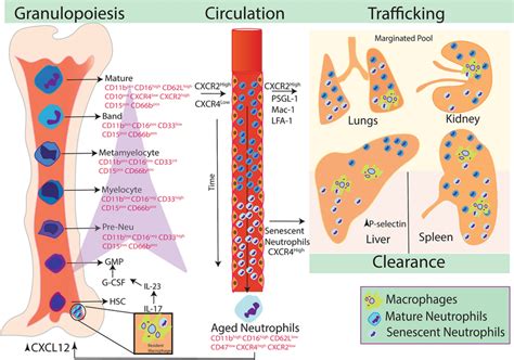 Life Cycle Of Neutrophils In Steady State HSCs Through Series Of