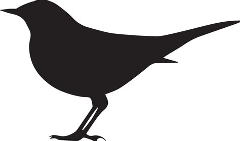 Common blackbird bird isolated over white background. Vector illustration. 41459747 Vector Art ...