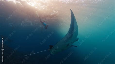 Underwater photographer takes pictures of manta ray. Freediver with ...