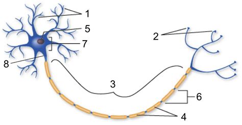 A&P Lecture: labeled parts of a typical neuron Diagram | Quizlet