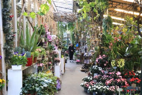 Paris à quoi ressemblera le marché aux fleurs de lîle de la Cité