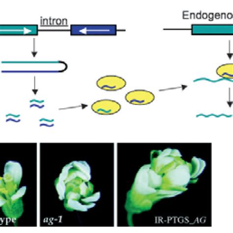 Post Transcriptional Gene Silencing Ptgs Based On Inverted Repeat Download Scientific Diagram