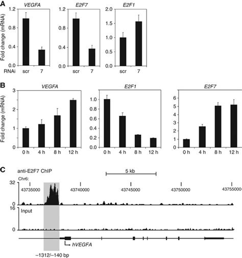 E F Bind The Vegfa Promoter And Positively Control Vegfa Expression