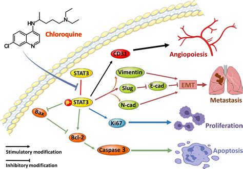 Chloroquine Suppresses Proliferation And Invasion And Induces Apoptosis