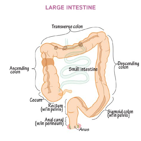 Inside Large Intestine Anatomy