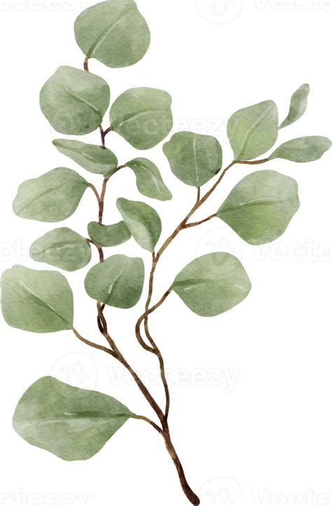 Eucalyptus Watercolor Leaves Illustration Png