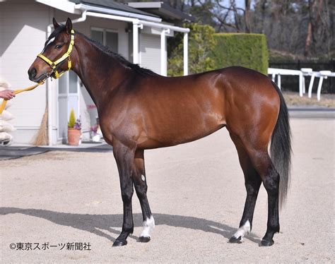 東スポ競馬 On Twitter ②枠③番 アルーリングウェイ 桜花賞 フォトパドック 東スポ競馬 競馬 Pog