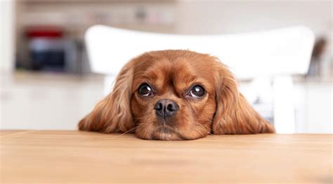 Como Educar A Un Perro De Forma R Pida Y F Cil