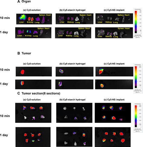 In Vivo Fluorescence Imaging Of The A Organs Liver Kidney Lung