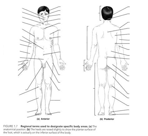 Anatomical Terms Part 1 Diagram Quizlet