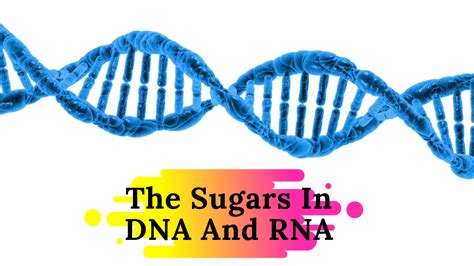 Pentose Sugar Found In Rna