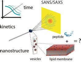 Peptide Meets Membrane Investigating Peptide Lipid Interactions Using