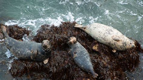 Pembrokeshire Wildlife - Pembrokeshire Coast National Park