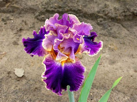 Iris Plant Sun at Eva Howse blog