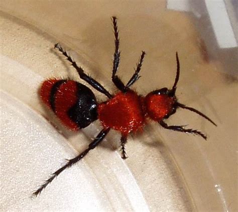 Ant Fuzzy Red With Black Stripe Dasymutilla Occidentalis Bugguidenet