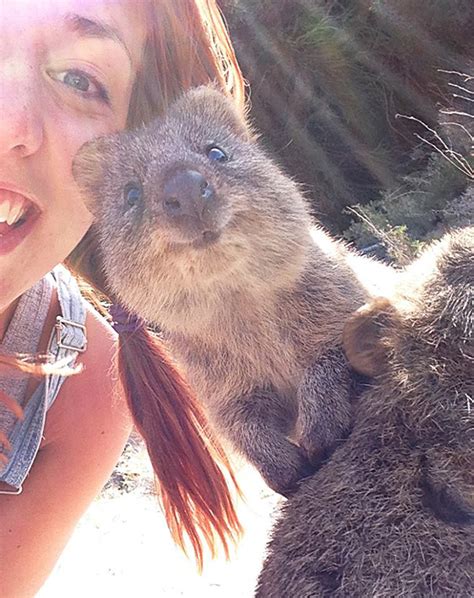 Curious Quokka Selfie