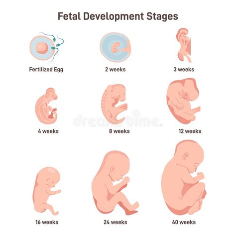 Fetal Development Stages Set From Fertilized Egg To 40 Weeks Fetus