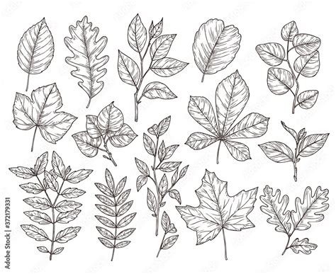 Hand drawn forest leaves. Autumn leaf sketch, nature elements ...