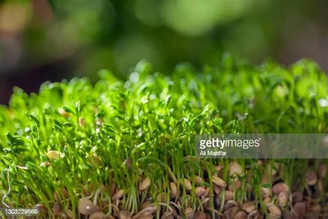 Bean Seed Germination Fotografias E Filmes Do Acervo Getty Images