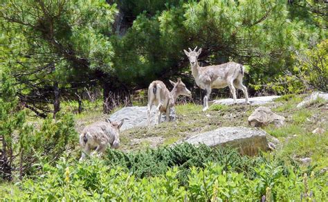 Great Himalayan National Park