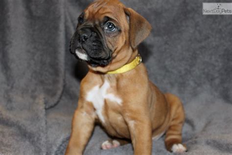 Akc Boxer Puppies For Sale Near Me - PetsWall