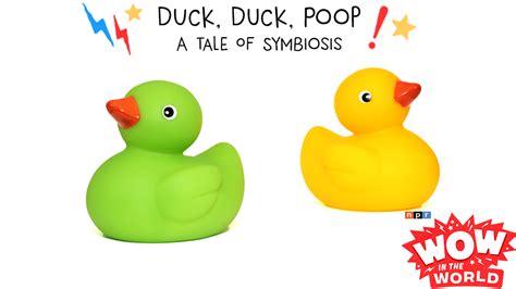 Duck Duck Poop! - A Tale Of Symbiosis (encore) : NPR