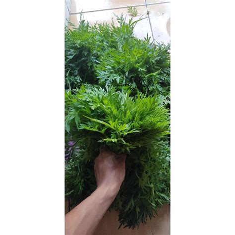 Jual Daun Kenikir Segar Ulam Raja Randa Midang 1 KG Shopee Indonesia