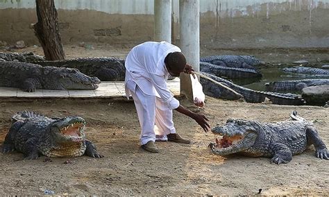 From Legend To Science The Crocodiles Of Manghopir Dawn