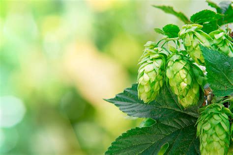 Hop Research Council Hop Growers Of America