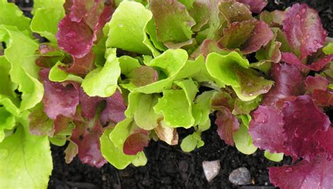 How to Grow Leaf Lettuce | Gardener's Supply