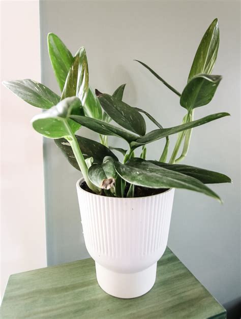 Monstera Standleyana Plant Care Guide Keep Your Plants Alive