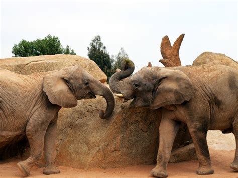 Free Stock Photo Of African Elephant Animal Big