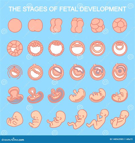 Vector Illustration Stages Of Fetal Development Isolated On White