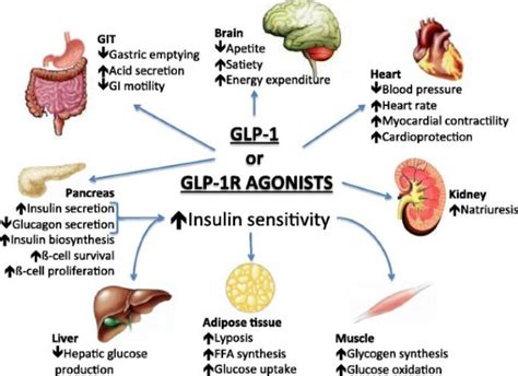 GLP 1 Receptor Agonists What Are They What Do They Do IronMag