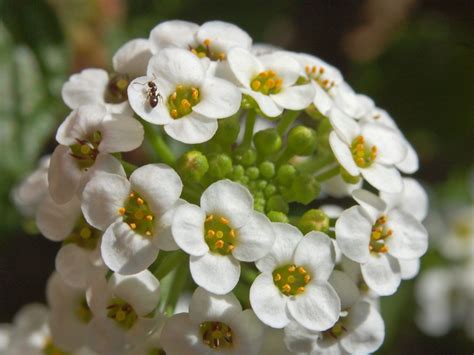 Flor De Mel Um Guia Completo Desta Planta Guia Das Suculentas